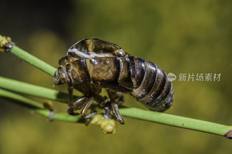 血腥的蝉，刚孵化出来爬上树和灌木的欧肯那加。Bodie Hills, Toiyabe国家森林，Mono县，加利福尼亚州